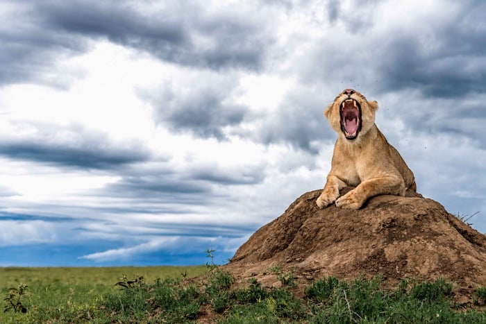 From Arusha: 3-Day Private Safari with Lodging & Meals