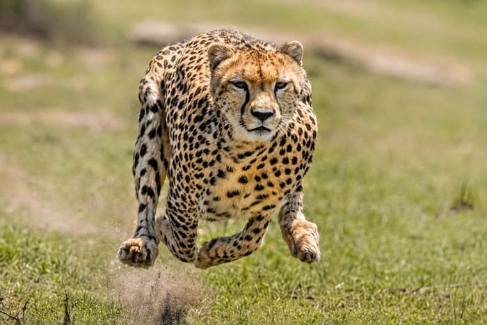 Depuis Arusha : safari de 3 jours en Tanzanie pour étudiants avec repas