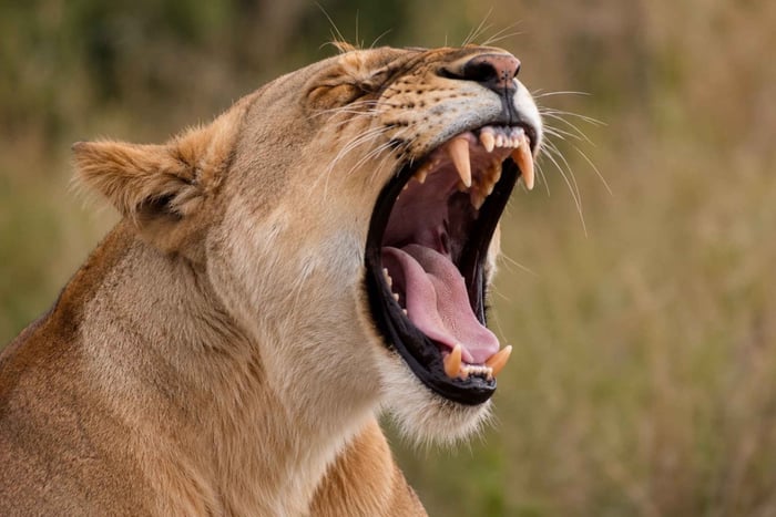 From Arusha: 3-Day Tarangire & Ngorongoro Safari Retreat