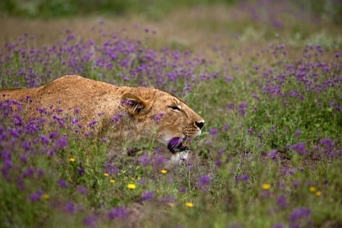 From Arusha: Tarangire National Park Private Day Safari