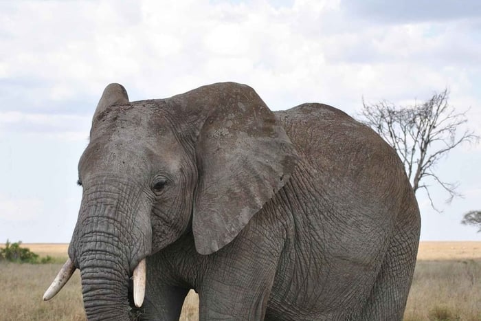 From Dar es Salaam: 1-Day Mikumi Adventure Safari by Train