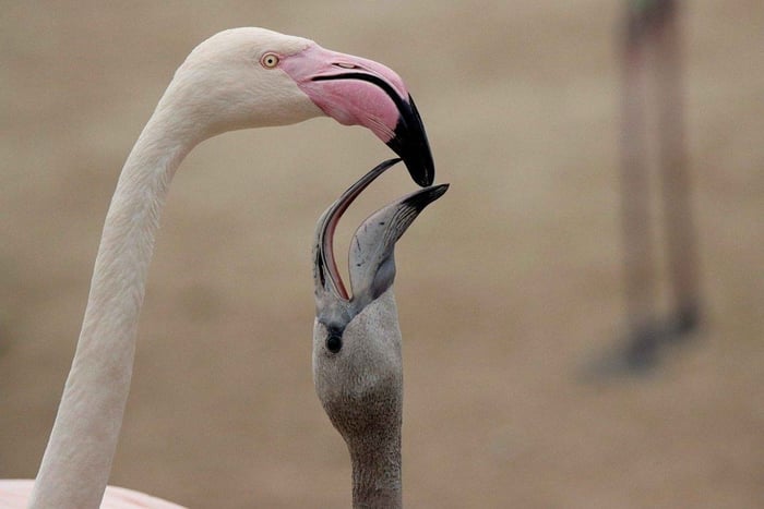 From Dar es Salaam: 2-Day Mikumi National Park Luxury Safari