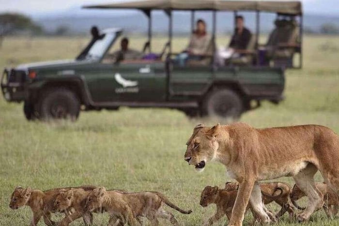 From Dar es Salaam: 3-Day Mikumi National Park Safari trip