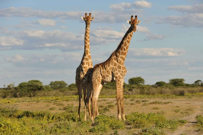 From Dar es Salaam: Mikumi National Park Day Trip