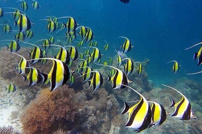 From Kizimkazi Pungume island Snorkel & Island Hopping Tour