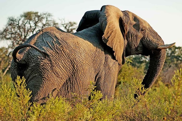 From Moshi: Arusha National Park Safari with Walking Tour