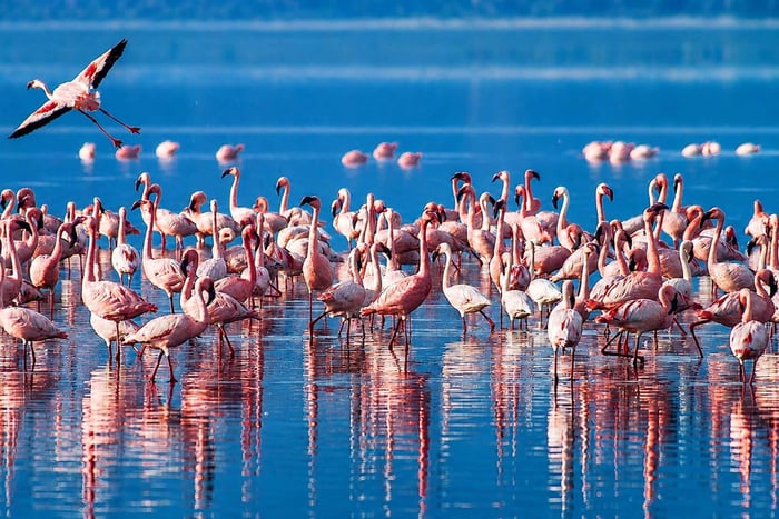 De Mto wa Mbu: Viagem de um dia ao Lago Babati com guia
