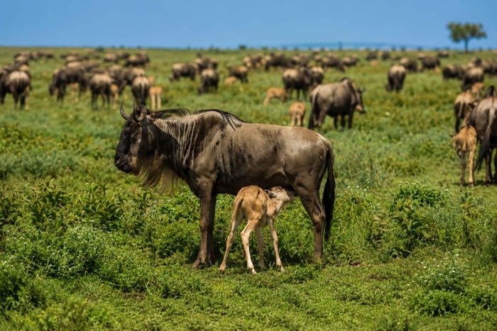 From Mwanza: Serengeti National Park Day Trip with Lunch