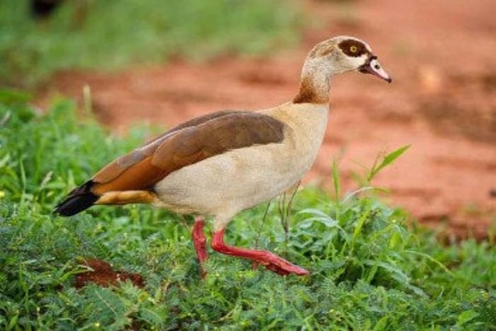 From Nairobi: 3-Day Tsavo West and Amboseli Safari
