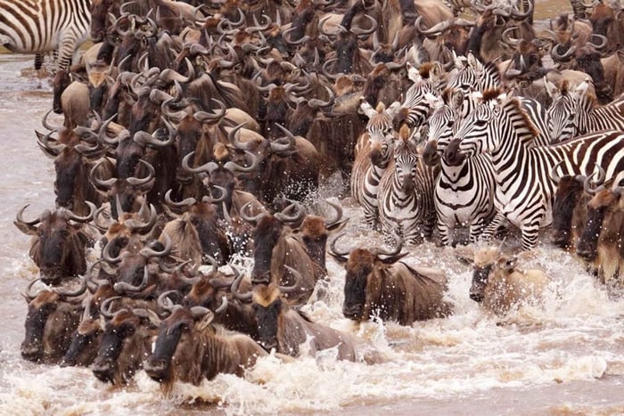 From Nairobi: 7 Days Masai Mara, Nakuru, and Amboseli Safari