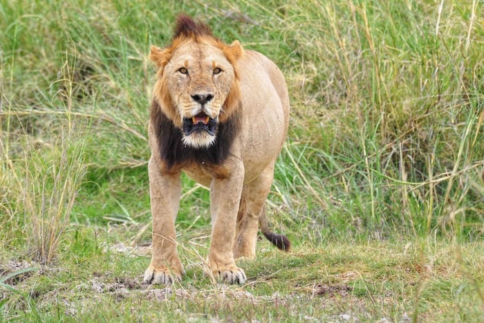 From Nairobi to Diani: 9-Day Bush and Beach Safari Adventure