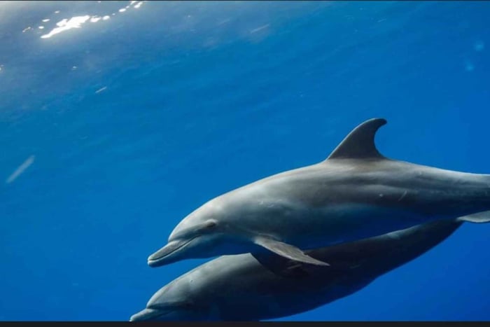FROM NUNGWI; MNEMBA SNORKELING AND DOLPHIN TOUR
