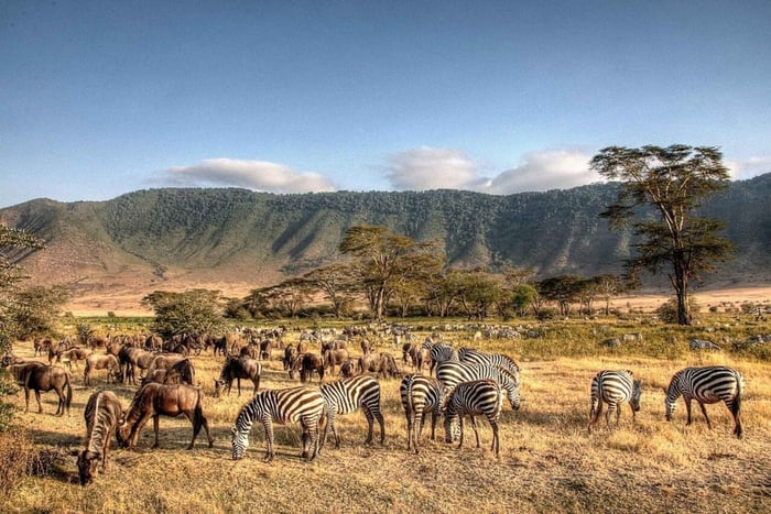 Desde Zanzíbar: safari de 2 días por Tarangire y el cráter de Ngorongoro