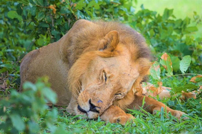 From Zanzibar: 2 Days 1 Night Selous GR Safari with Flights