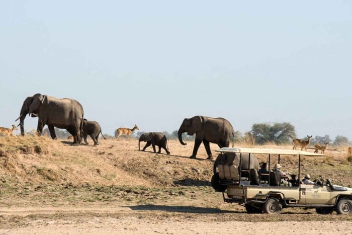 From Zanzibar: 3-Day Nyerere National Park Safari by Flight