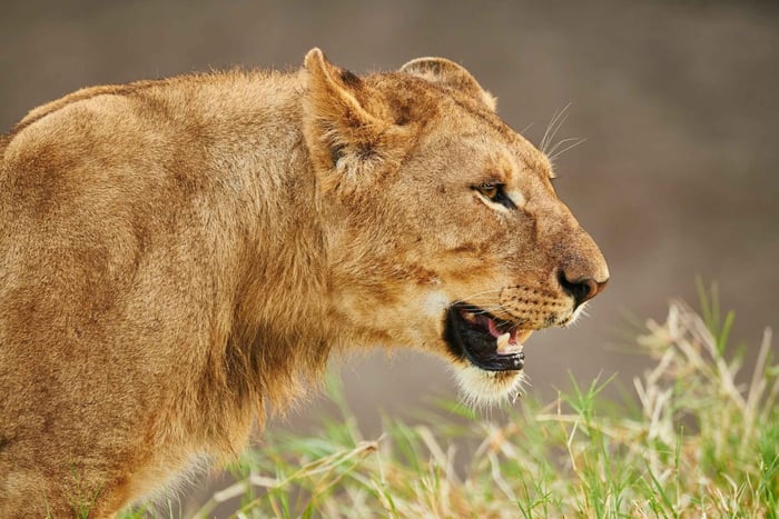 From Zanzibar: 3-Day Selous Safari, Boat Tour & Maasai Visit