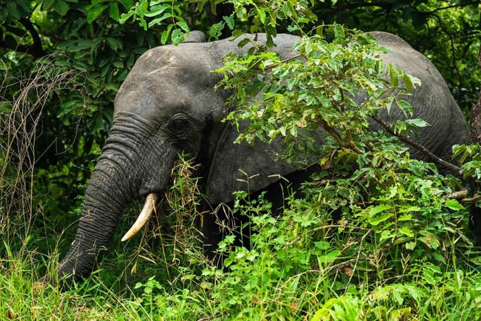 Fra Zanzibar: 3-dages Selous Safari-tur med fly