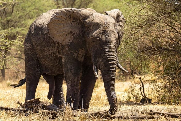 From Zanzibar: Mikumi National Park Day Trip with Flights