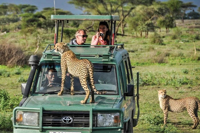 Vanuit Zanzibar: Mikumi Safari dagtrip met vlucht