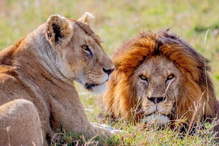 Fra Zanzibar: Selous Game Reserve heldagssafari