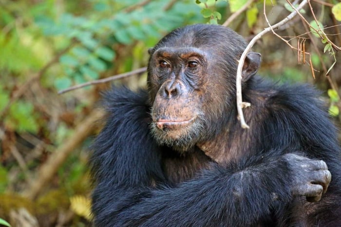 KIGOMA: Dagstur med sjimpansetrekking i Gombe nasjonalpark