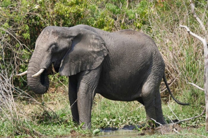 Kwengonza: 18-Day Kenya, Tanzania, and Uganda Safari