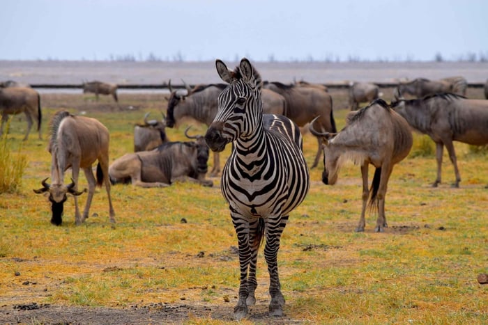 Lake Manyara Day Trip: Safari w/ Optional Activity Add-Ons