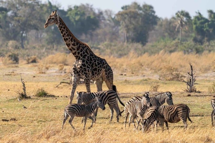 Mikumi: 3 Days Botanical Garden, Maasai & Wildlife Safari.