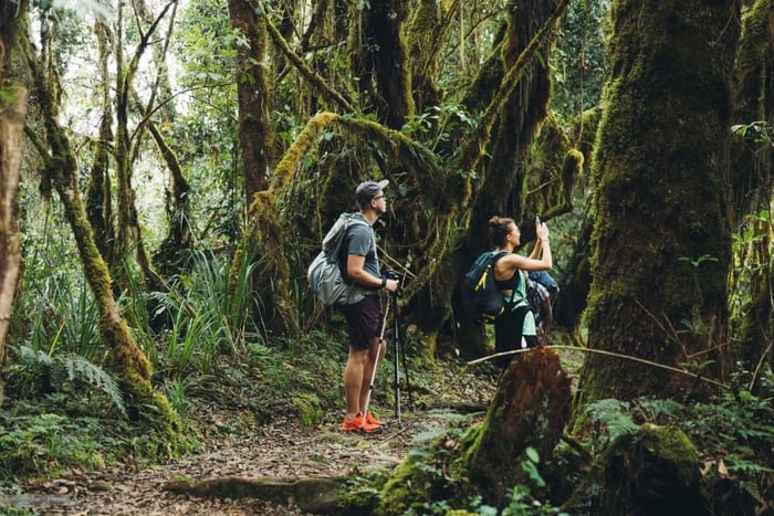 Moshi: Kilimanjaro Day Hike to Mandara Hut with Lunch