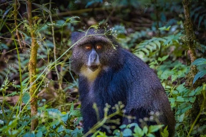 Mount Kilimanjaro Day-hike through marangu gate