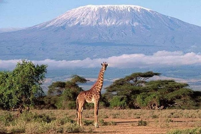 Nairobi: Day trip to Amboseli National park & Maasai village