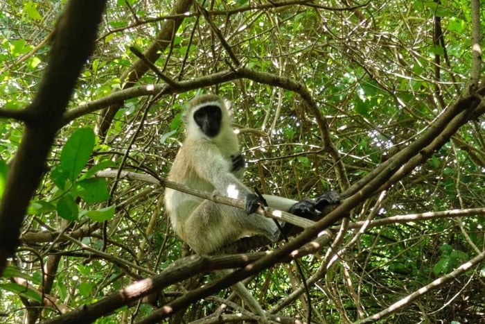 Nungwi: Zoo visit and play with Monkeys