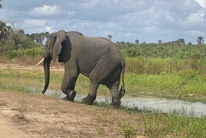 Parque Nacional de Nyerere: safari de 4 días + 1 noche de acampada en el parque