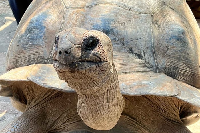 Prison island: Discover the giant tortoise of Zanzibar