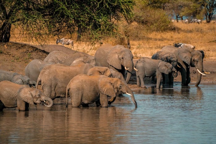Tanzanie : safari privé de 5 jours en catégorie moyenne