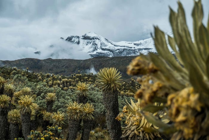 Privéwandeltocht van een dag op de Kilimanjaro: Shira-plateau of Marangu