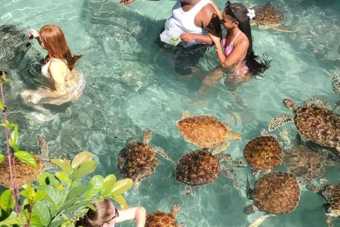 SALAAM CAVE: Swim with turtles & Dine at The Rock Restaurant