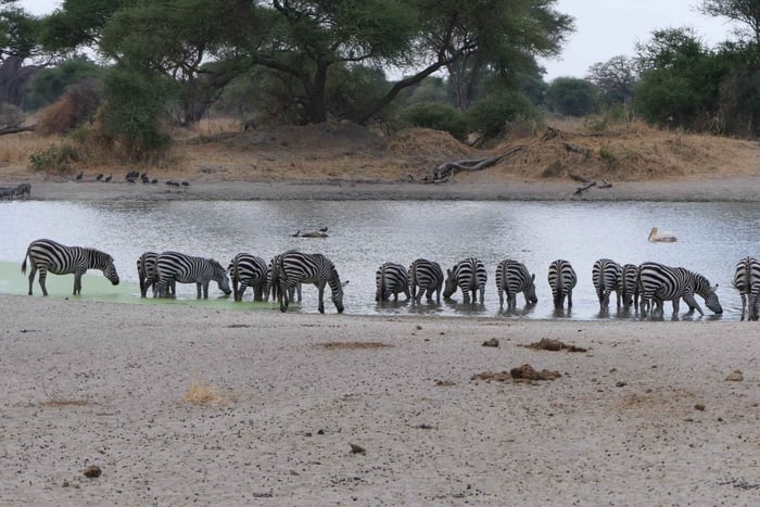 Tanzanie : safari dans le Serengeti, le Ngorongoro et le Tarangire