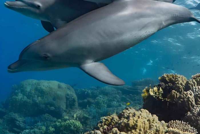 Plongée avec tuba et nage avec les dauphins sur l'île de Mnemba