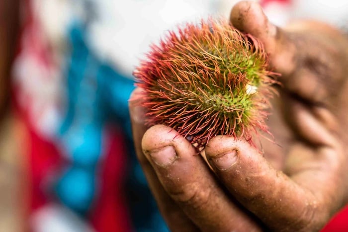 Spice Farm - spice up your life in Zanzibar