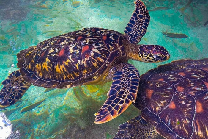 Swimming with Turtles at Baraka Aquarium