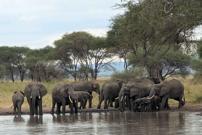 Excursión de 1 día al Parque Nacional de Tarangire con recogida en Arusha