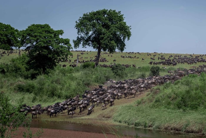 Tour in Serengeti NP- Ngorongoro Crater from Arusha