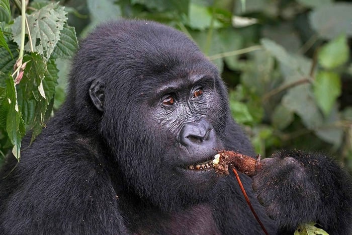 Uganda: 5-Day Gorilla Trekking and Wildlife Safari