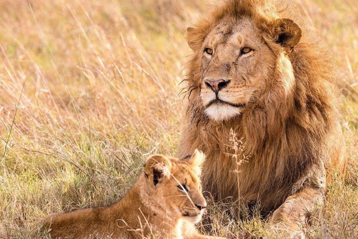 Wildlife & Culture Safari (Tarangire, Ngorongoro & Materuni)