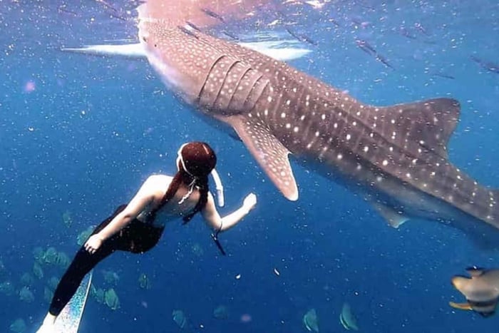 Zanzíbar: 2 días y 1 noche en la isla de Mafia con tiburones ballena en avión
