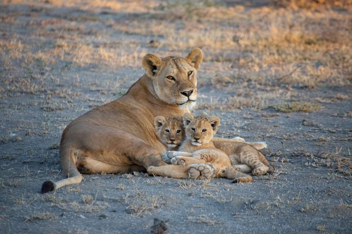 Zanzibar: 3-Day Honeymooners Luxury Fly-In Safari