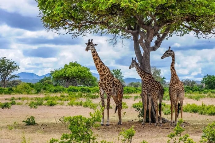 Zanzibar: safári de 3 dias no Parque Nacional de Mikumi com traslado grátis