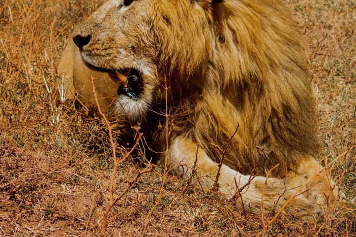 Zanzíbar: safari de 5 días por el Serengeti y Ngorongoro con vuelos incluidos.