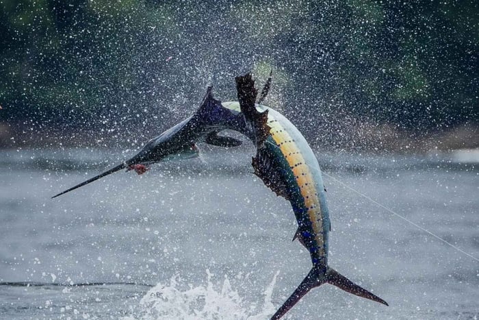 ZANZIBAR BIG FISHING